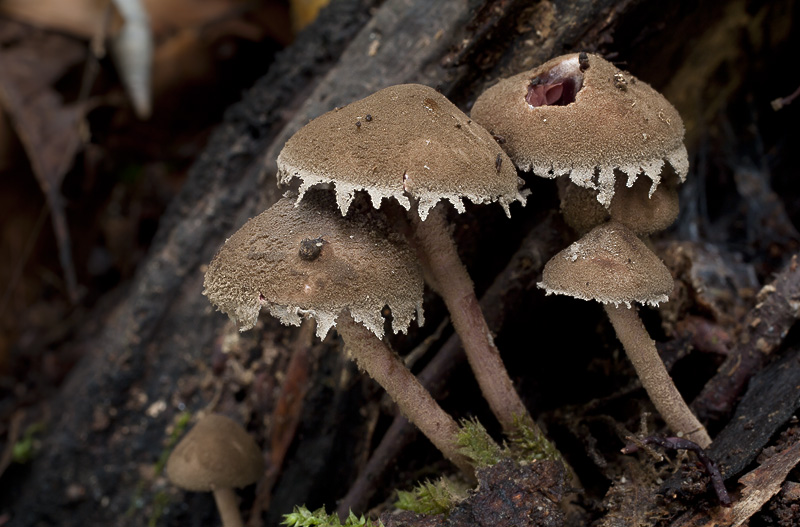 Melanophyllum haematospermum